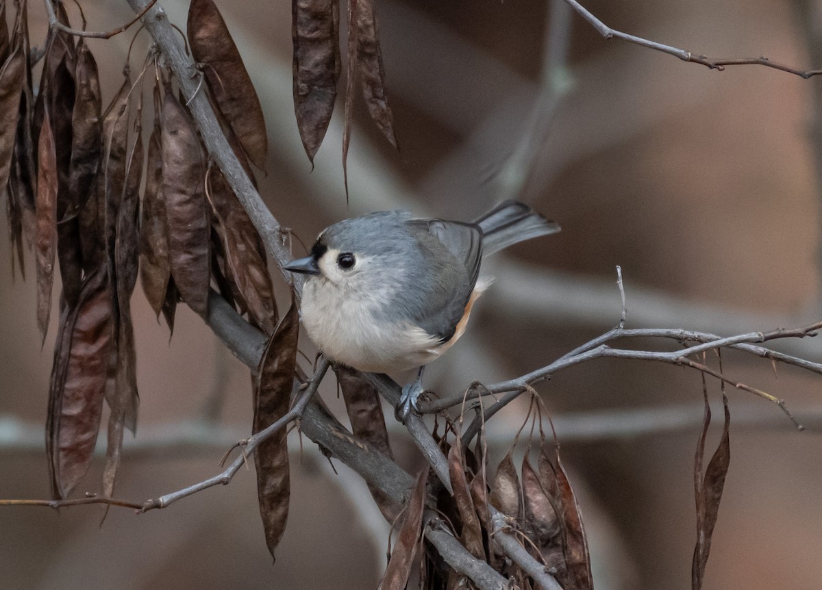 gråduskmeis - ML646194803