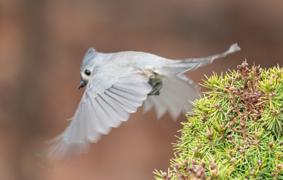 gråduskmeis - ML646194804