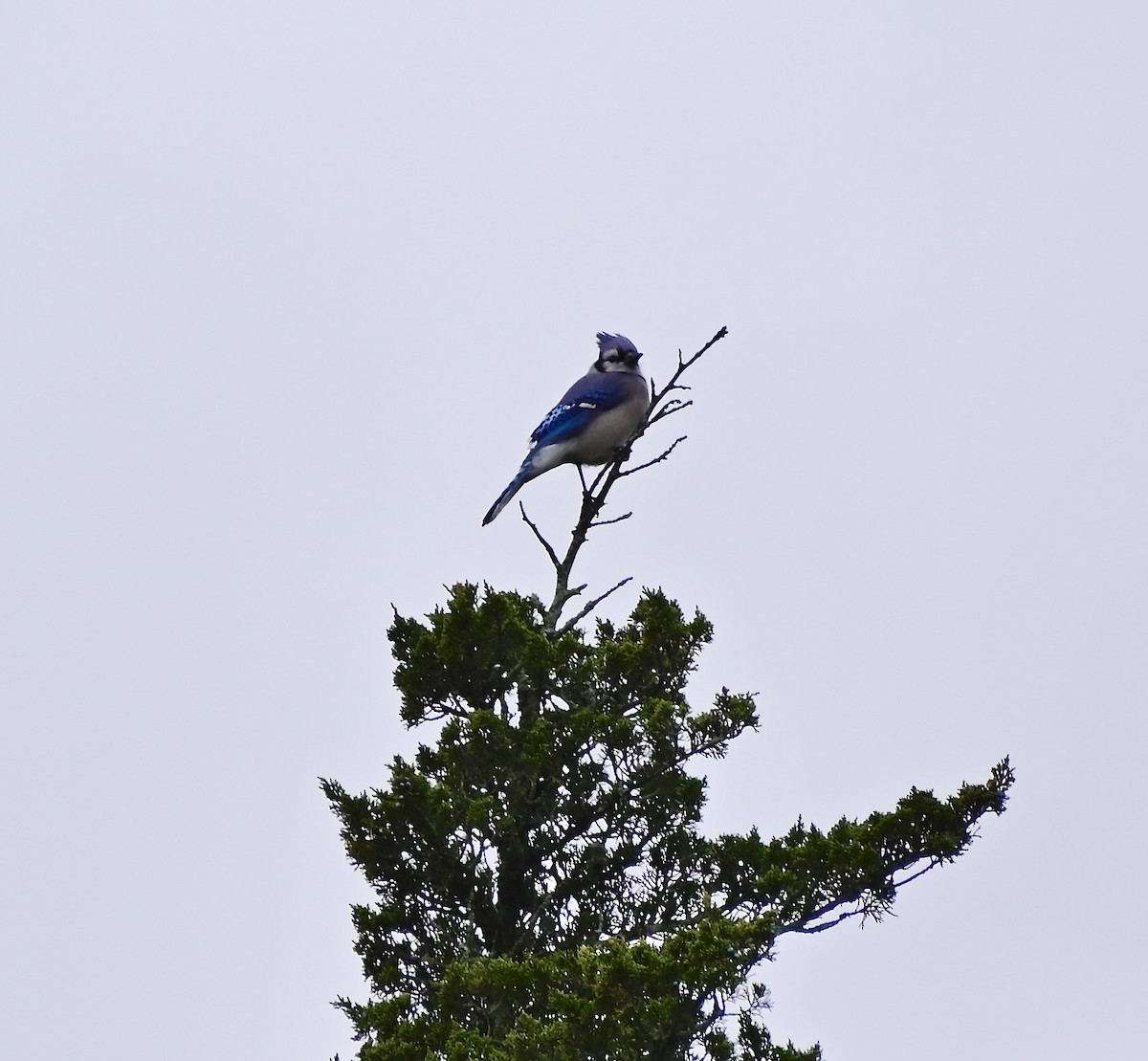 Geai bleu - ML646194808