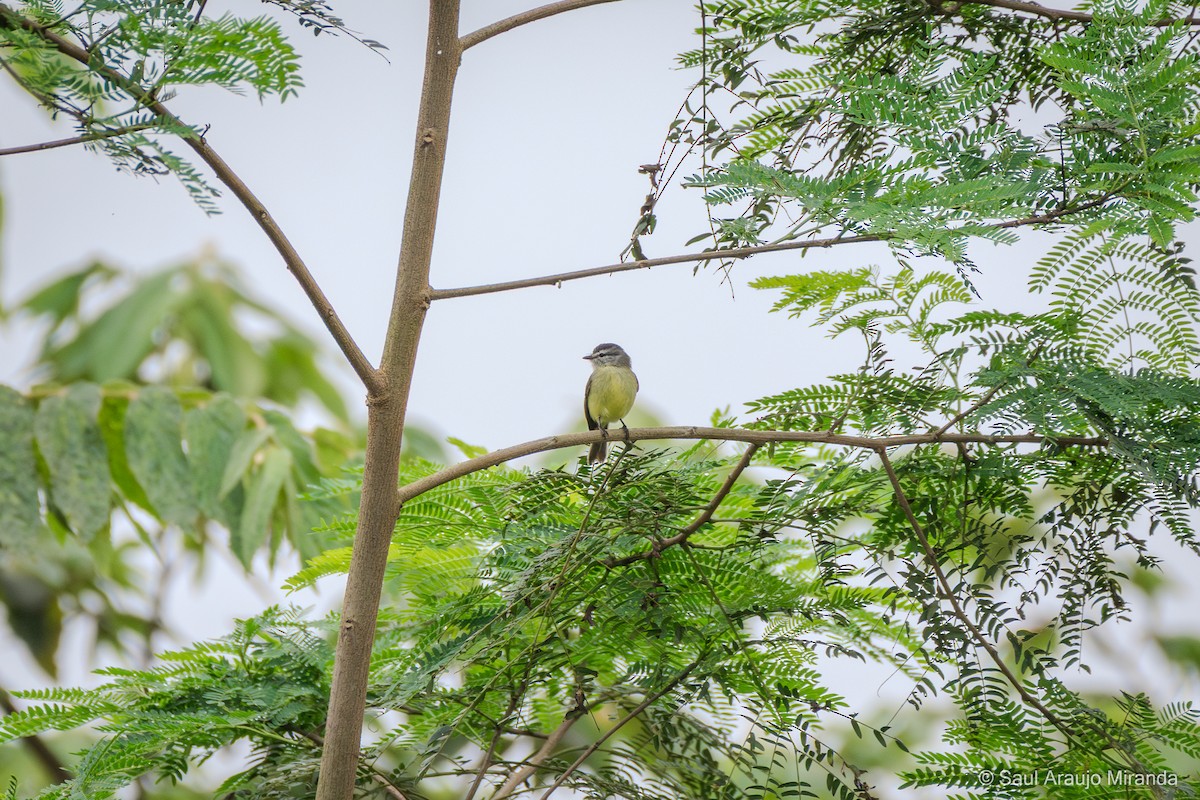 Sooty-headed Tyrannulet - ML646194811