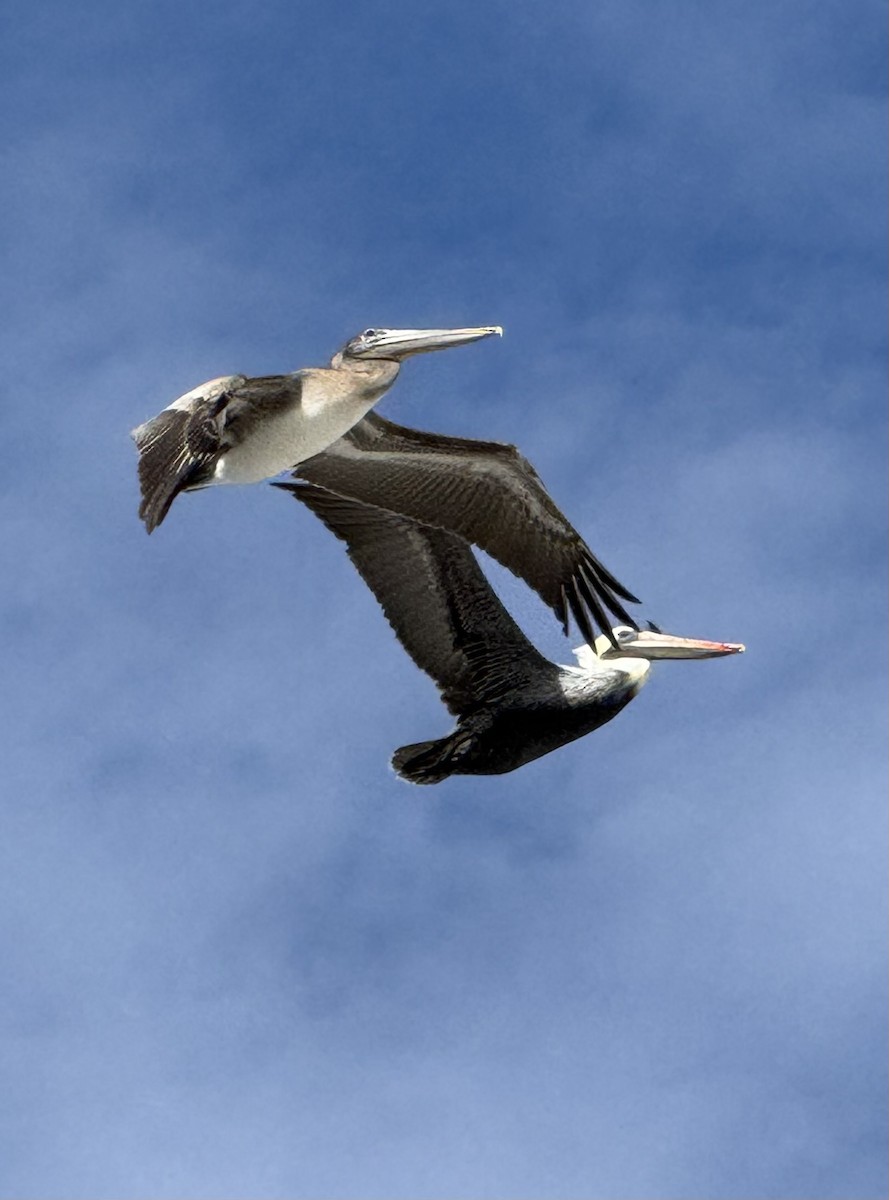 pelikán hnědý - ML646194812