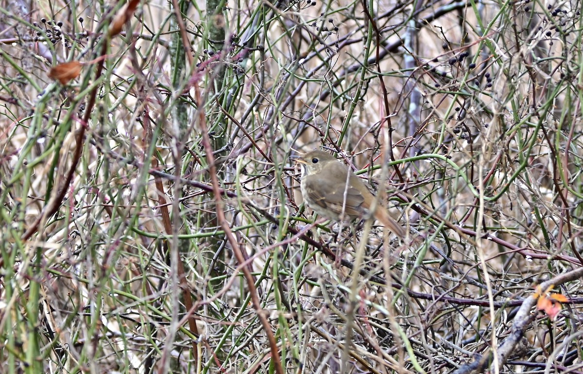 Hermit Thrush - ML646194813