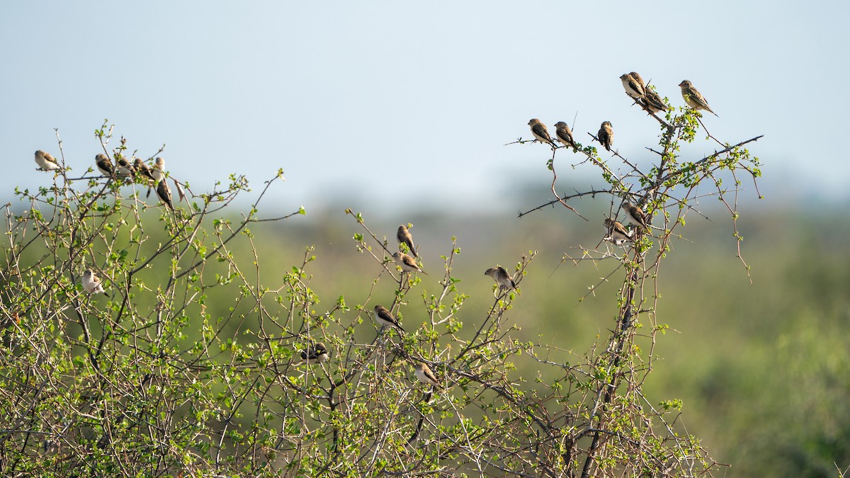 savannesølvnebb - ML646194824