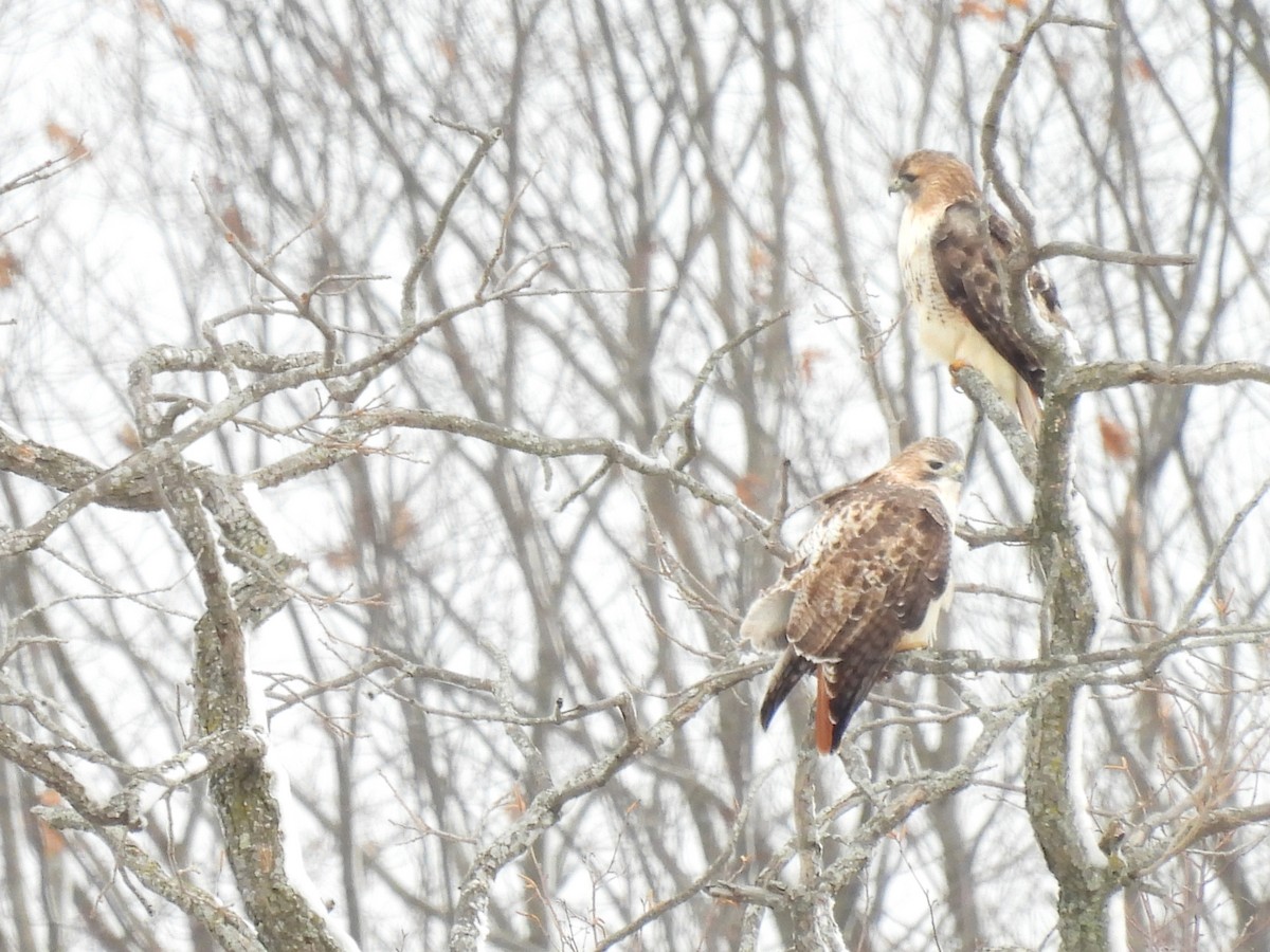 Red-tailed Hawk - ML646194829