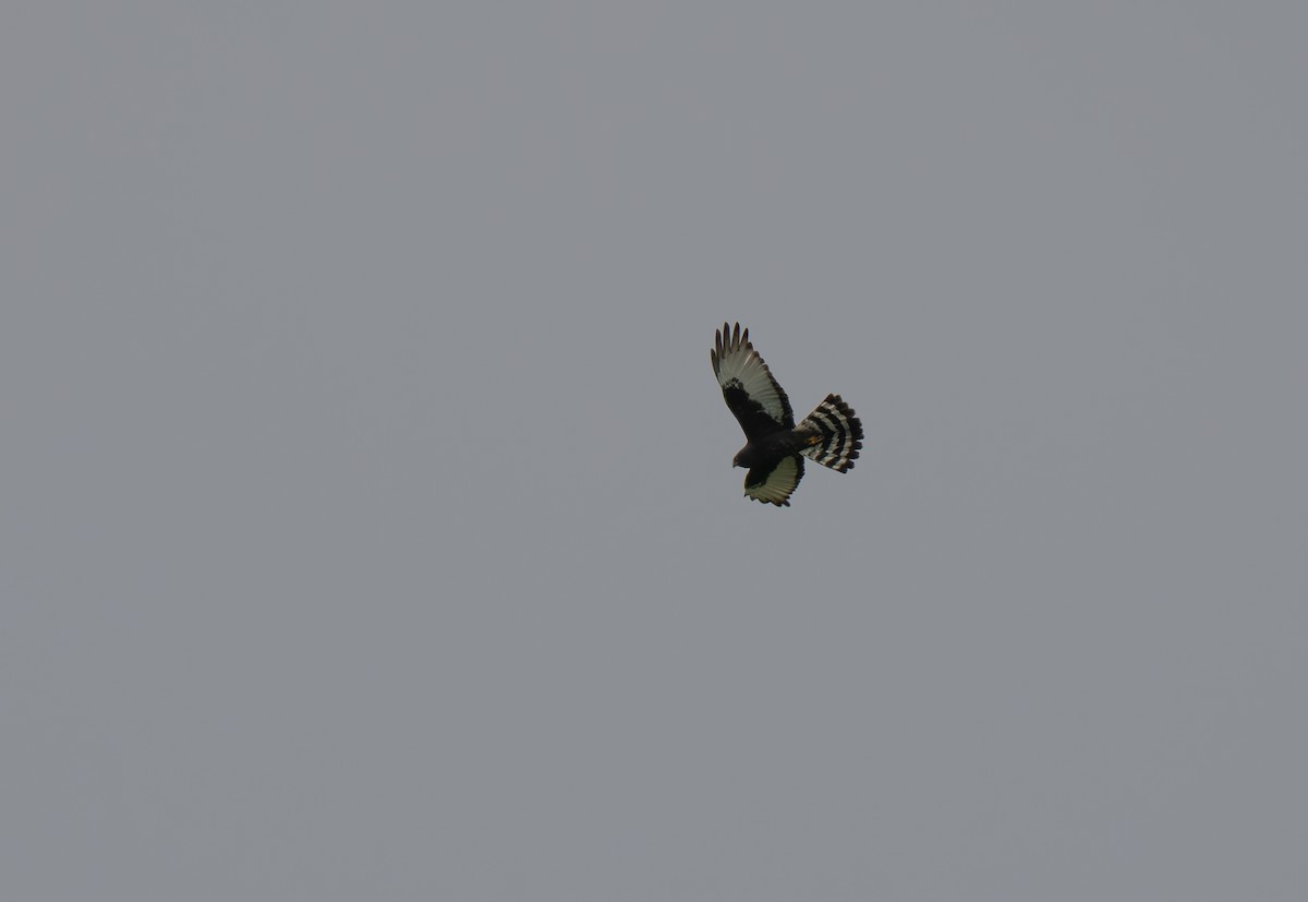Black Harrier - ML646194842