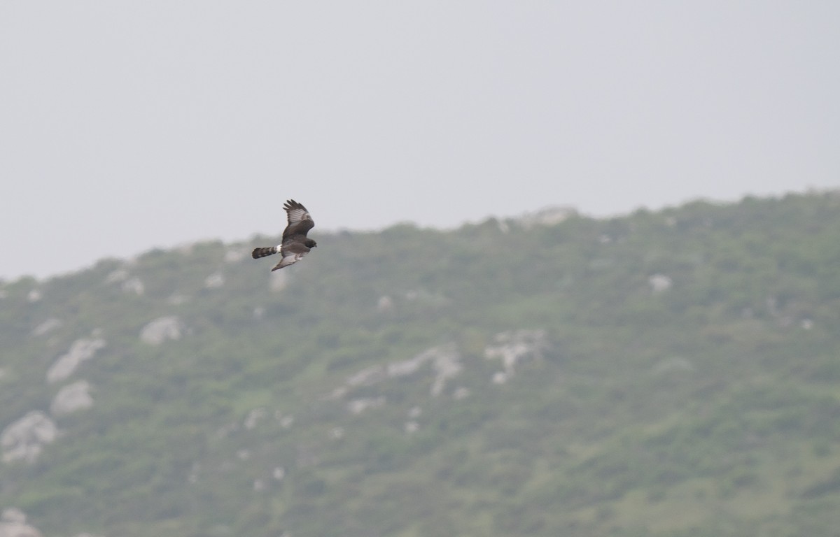 Black Harrier - ML646194843