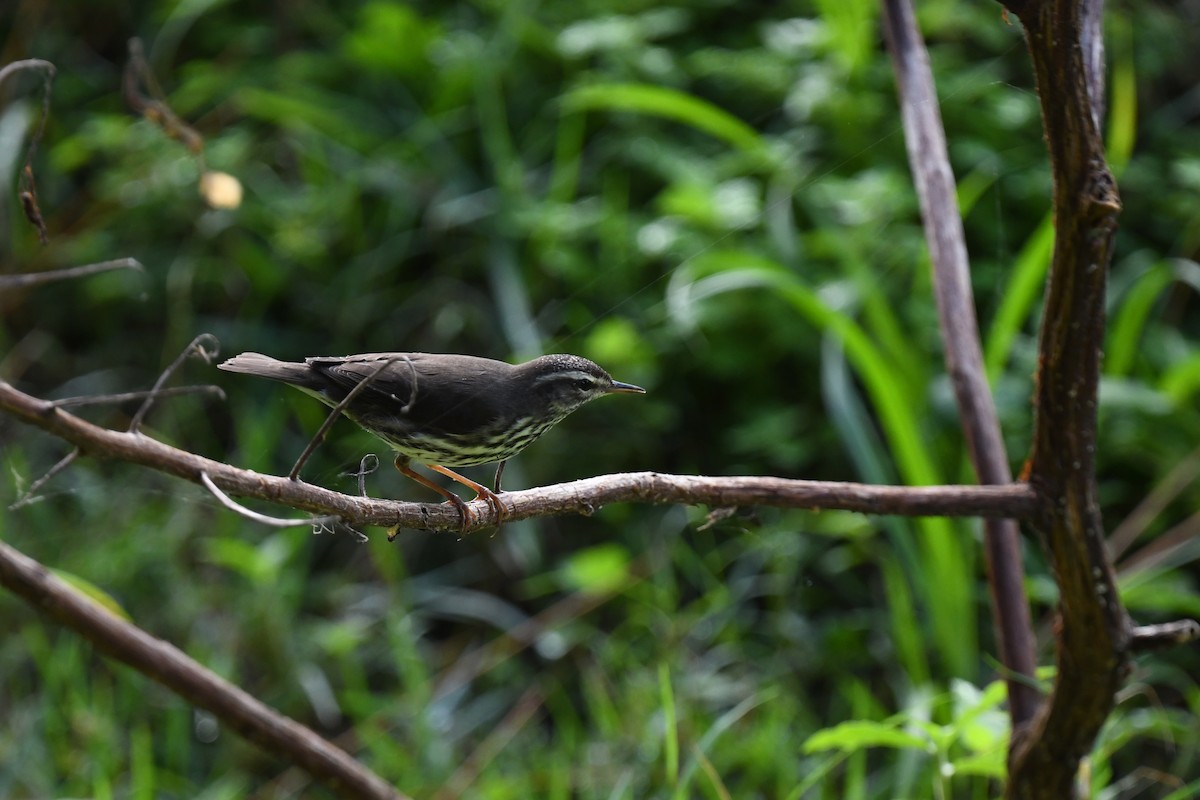 Northern Waterthrush - ML646194845
