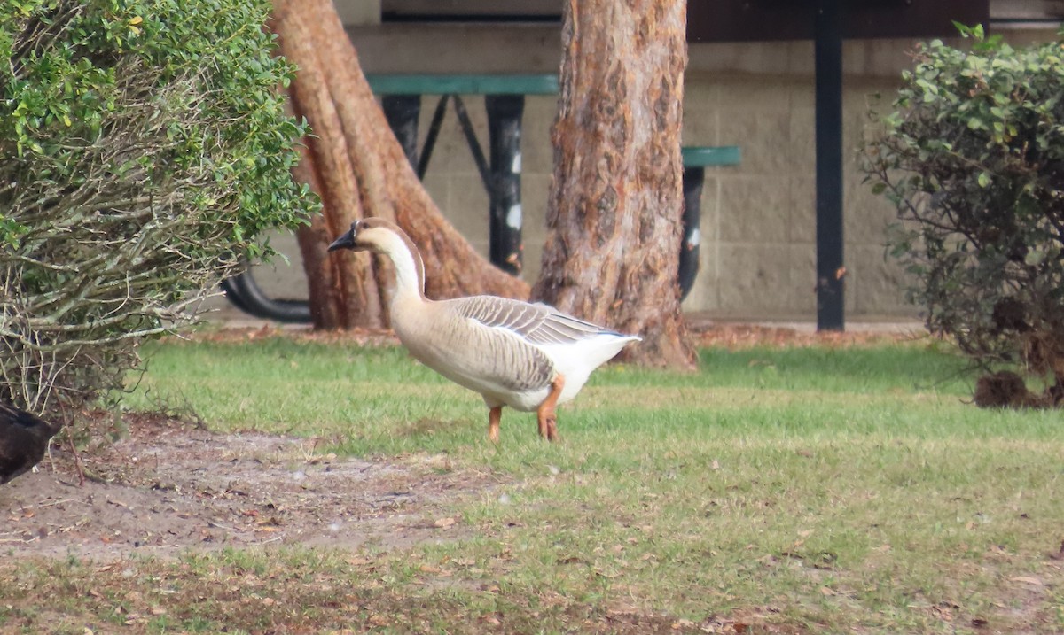 Swan Goose (Domestic type) - ML646194854