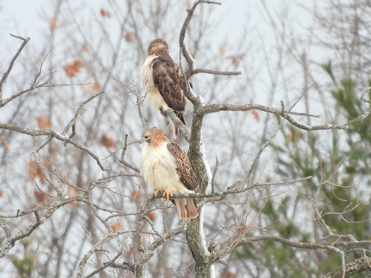 Red-tailed Hawk - ML646194857
