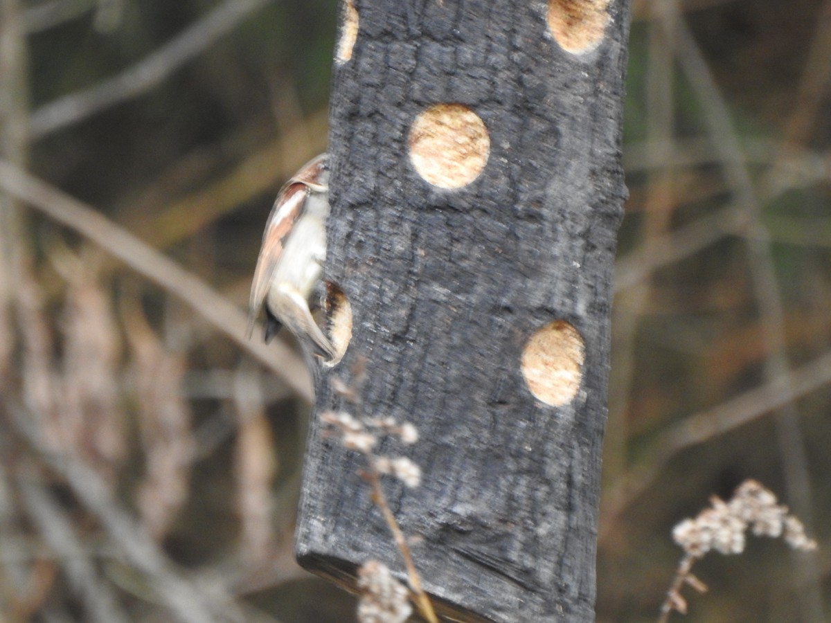 House Sparrow - ML646194884