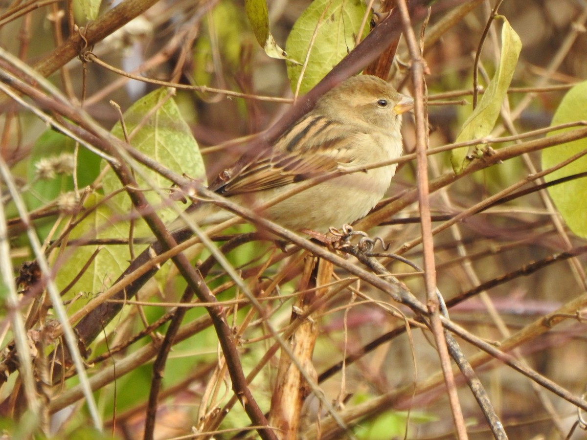 House Sparrow - ML646194885