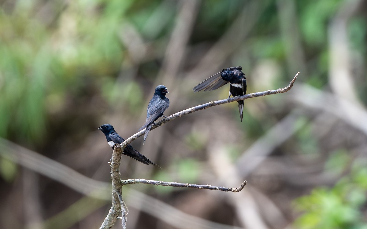 Weißbandschwalbe - ML646194903