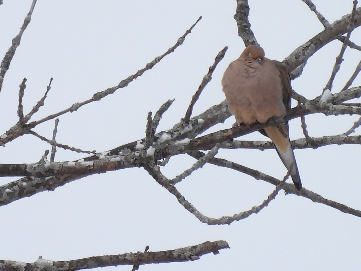 Mourning Dove - ML646194904