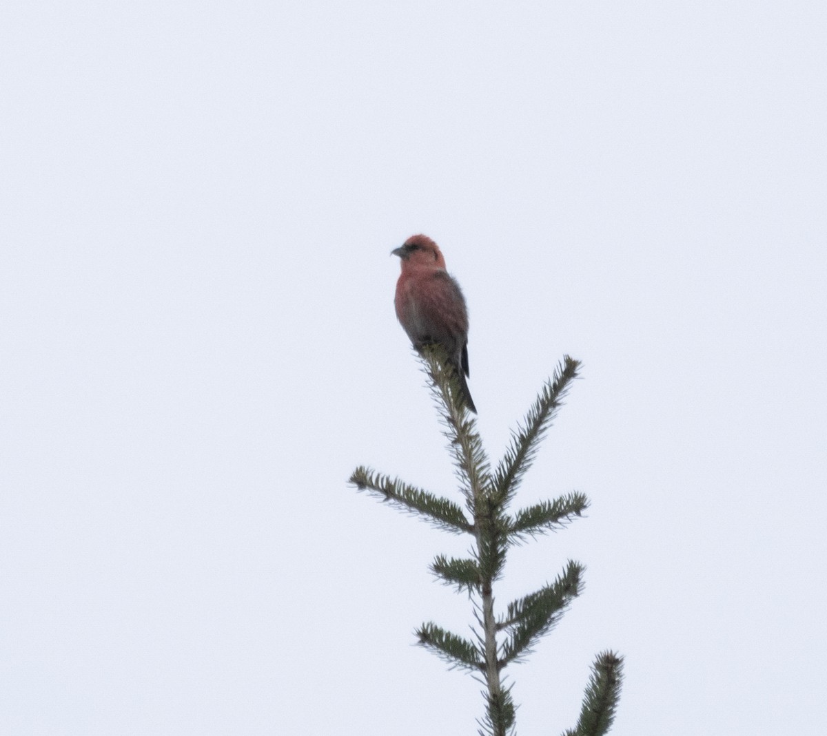 Шишкар білокрилий - ML646194925