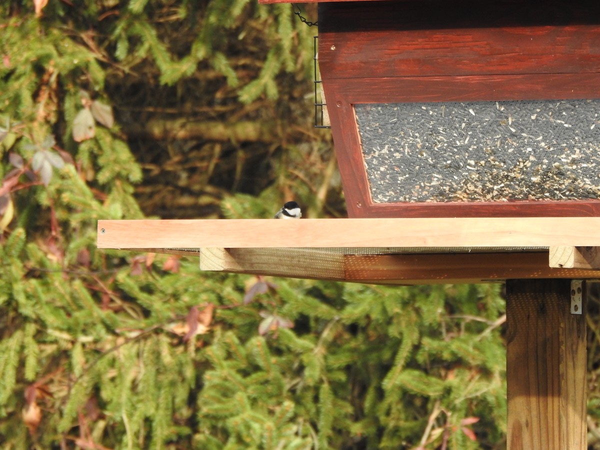 Carolina Chickadee - ML646194936