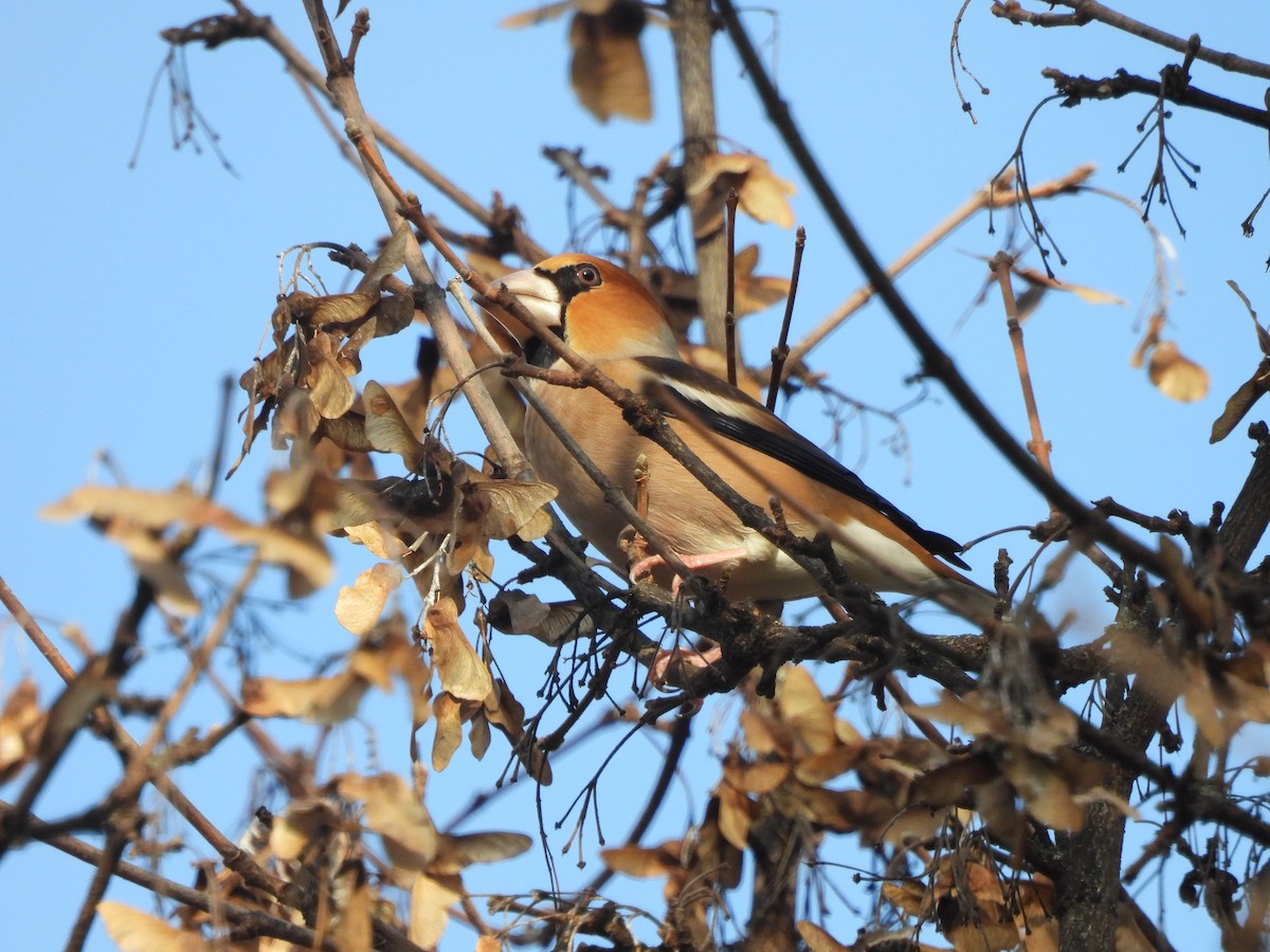 Hawfinch - ML646194945