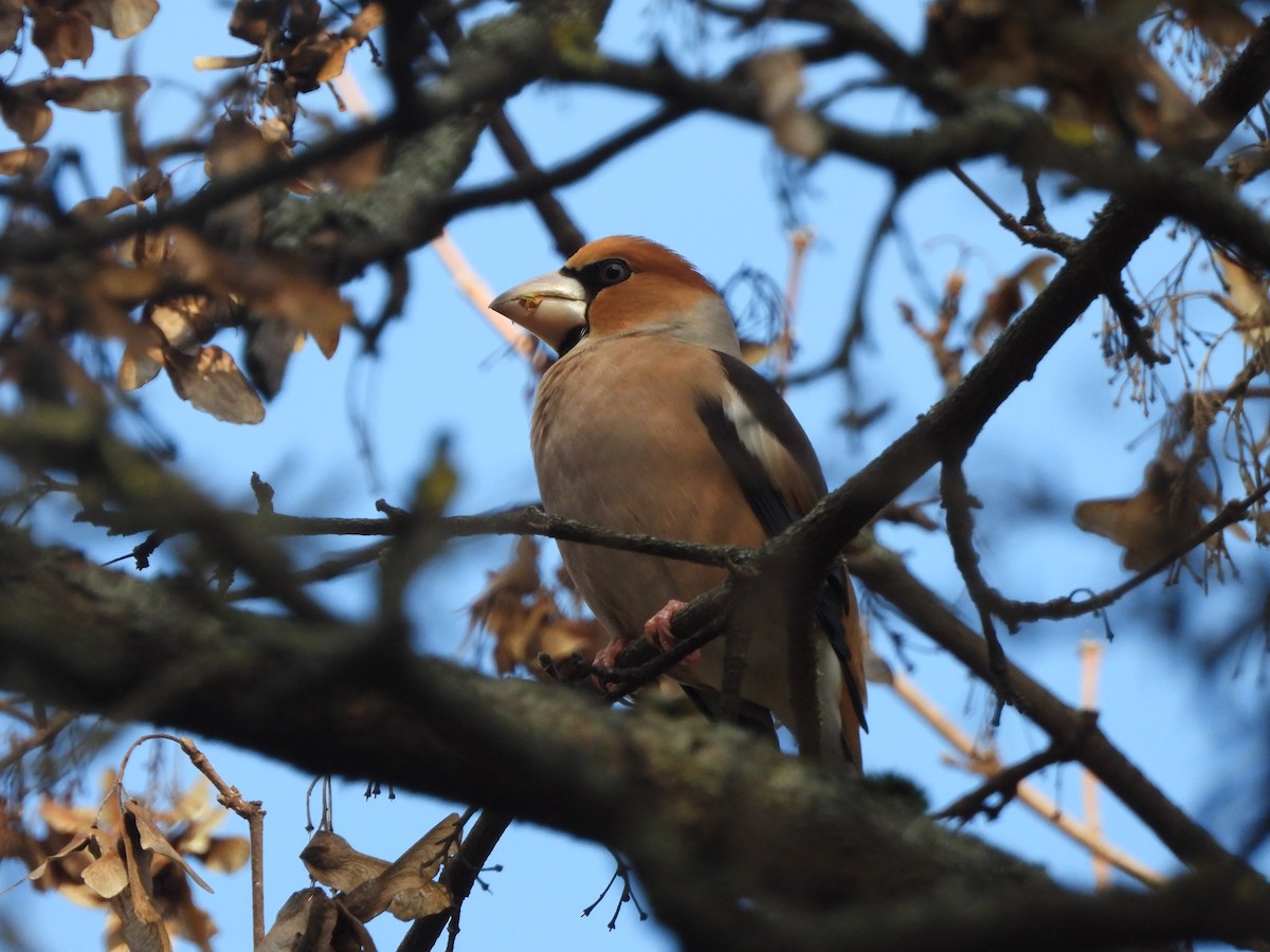 Hawfinch - ML646194947