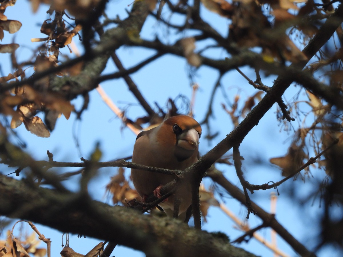Hawfinch - ML646194948