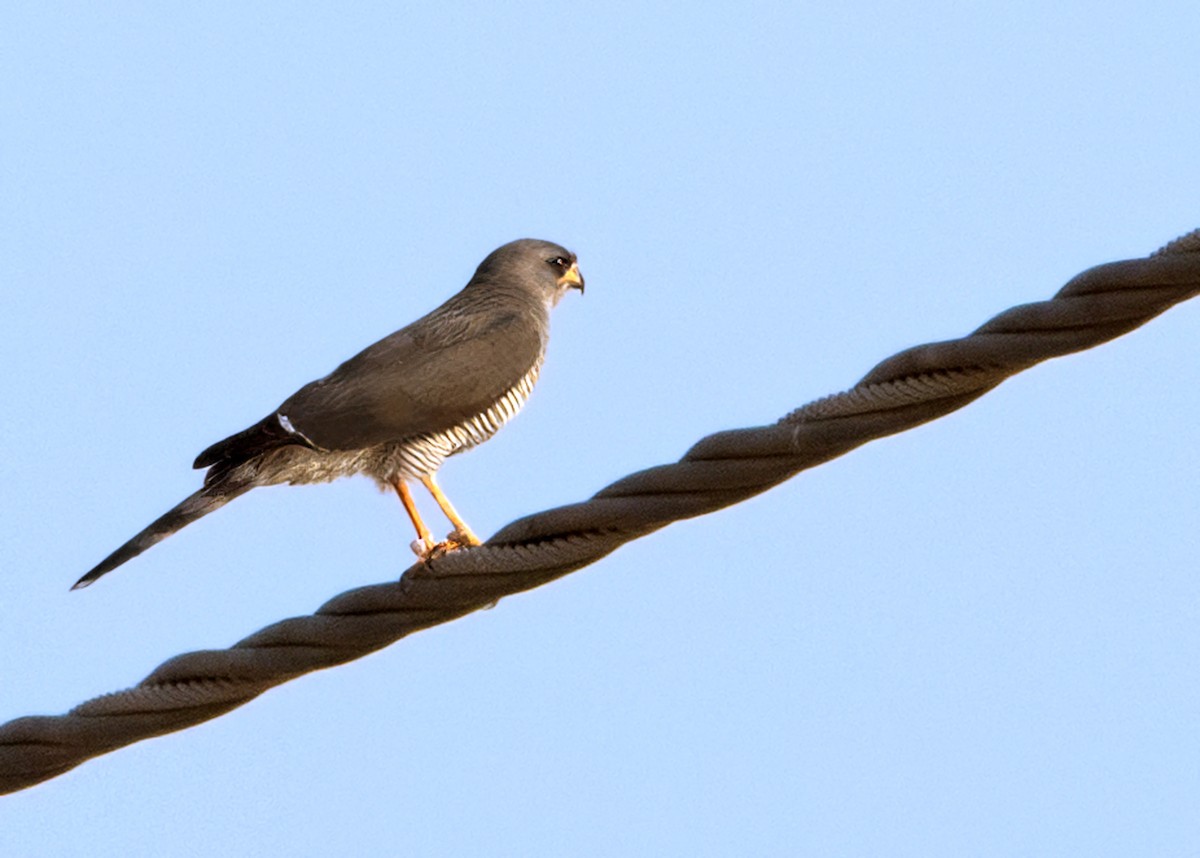 Gabar Goshawk - ML646194951