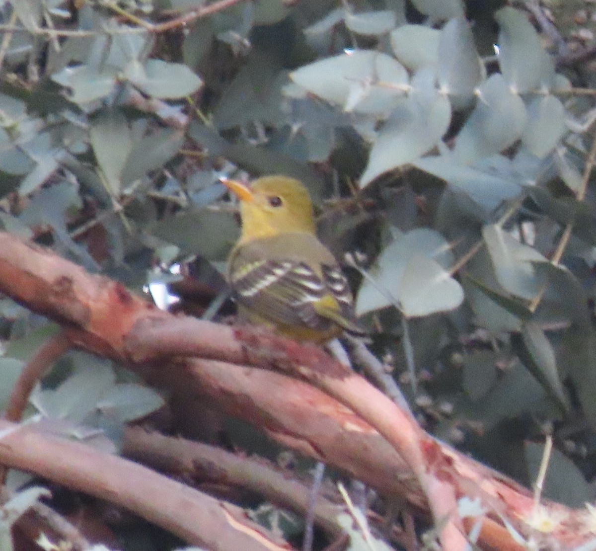 Western Tanager - ML646194955