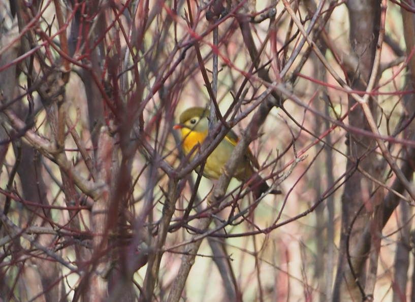 Red-billed Leiothrix - ML646194973