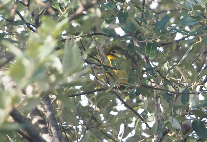Red-billed Leiothrix - ML646194974