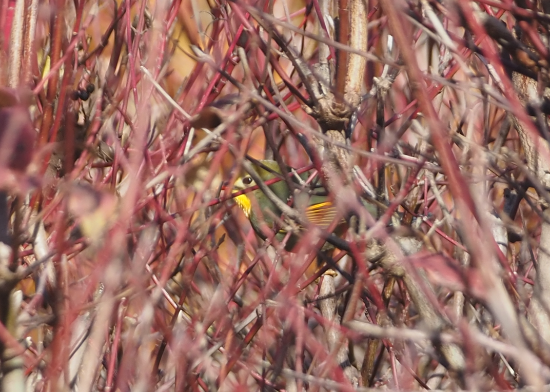 Red-billed Leiothrix - ML646194975