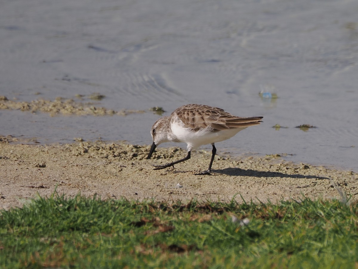 Little Stint - ML646194983