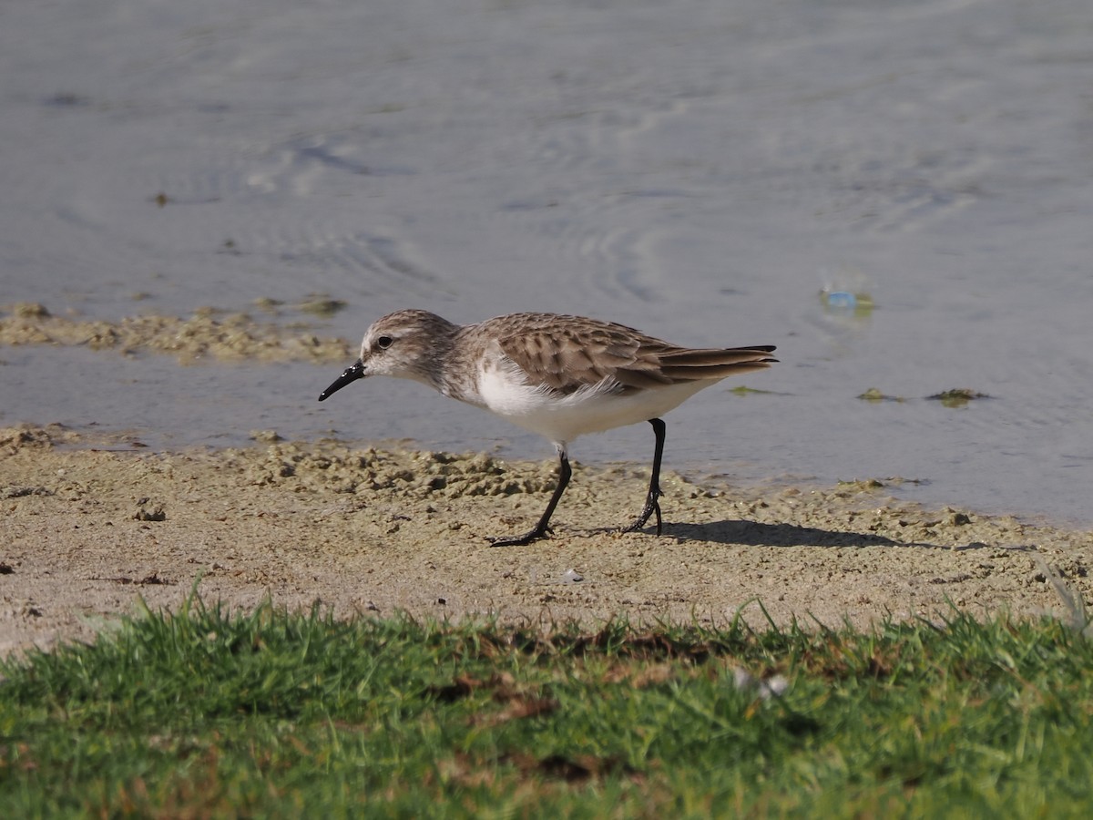 Little Stint - ML646194984