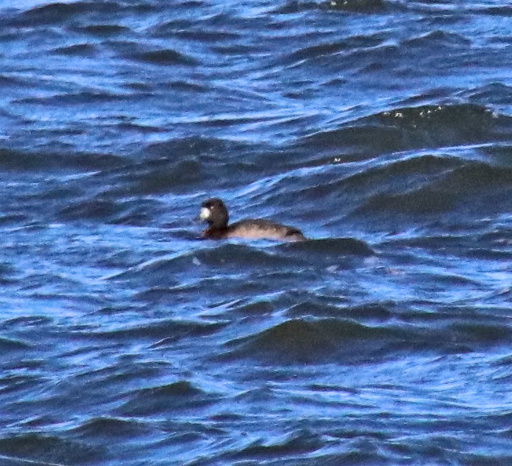 Морская чернеть - ML646194985