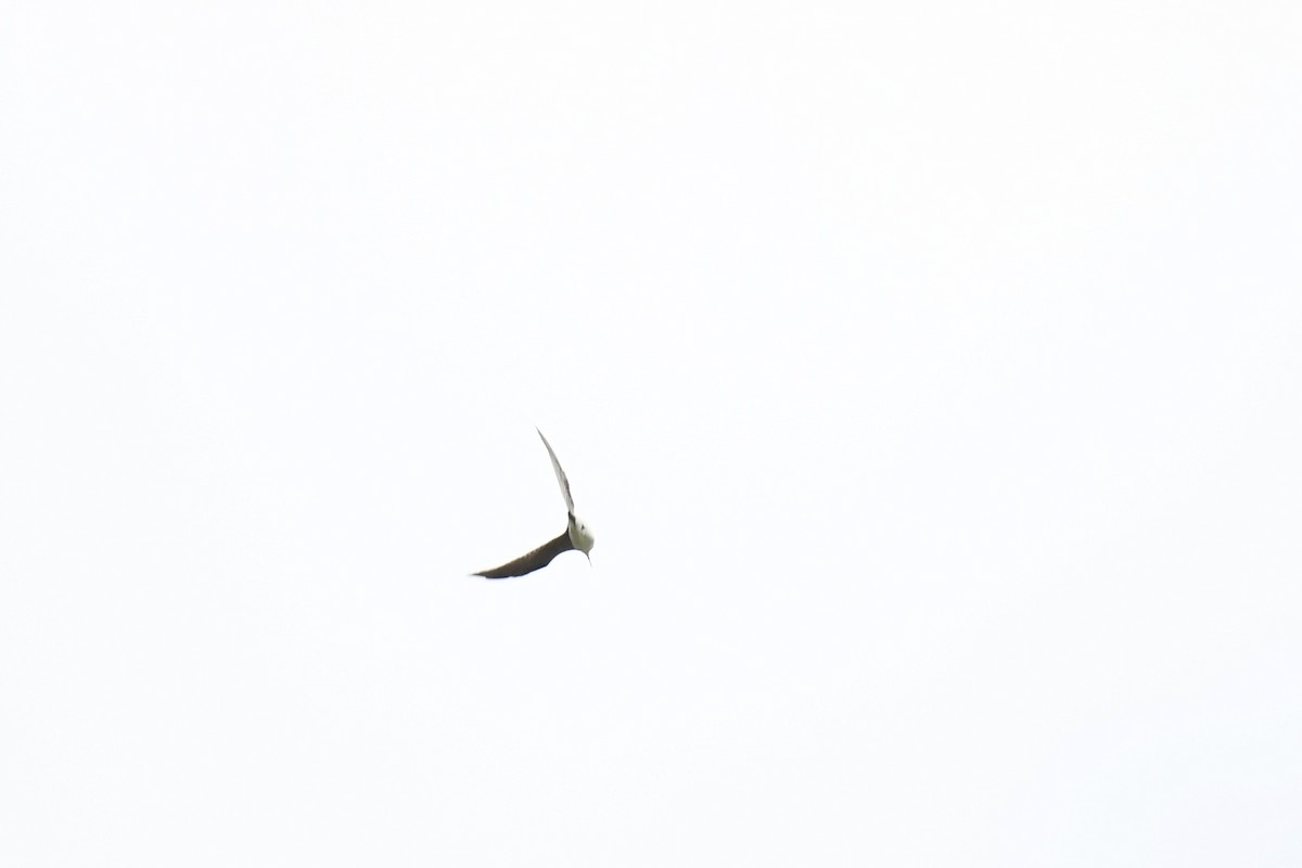 Solitary Sandpiper - ML646195021