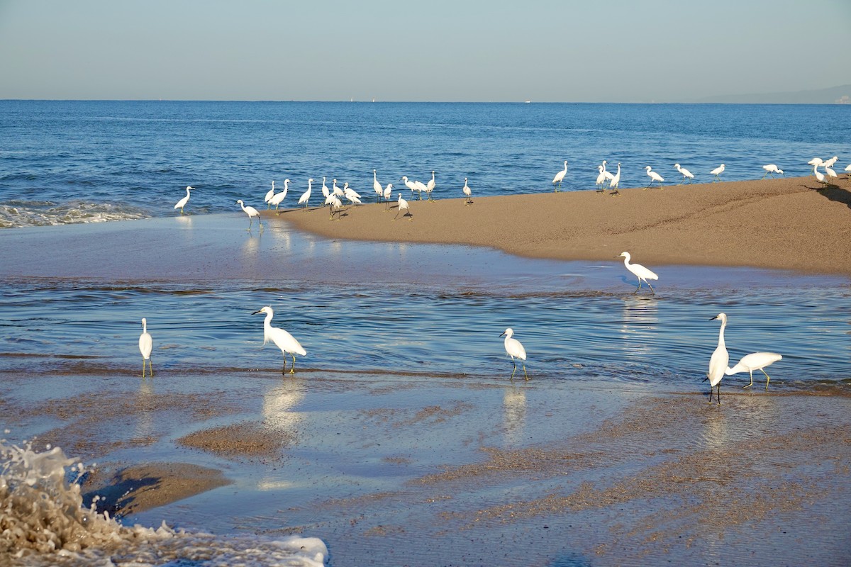 Snowy Egret - ML646195022