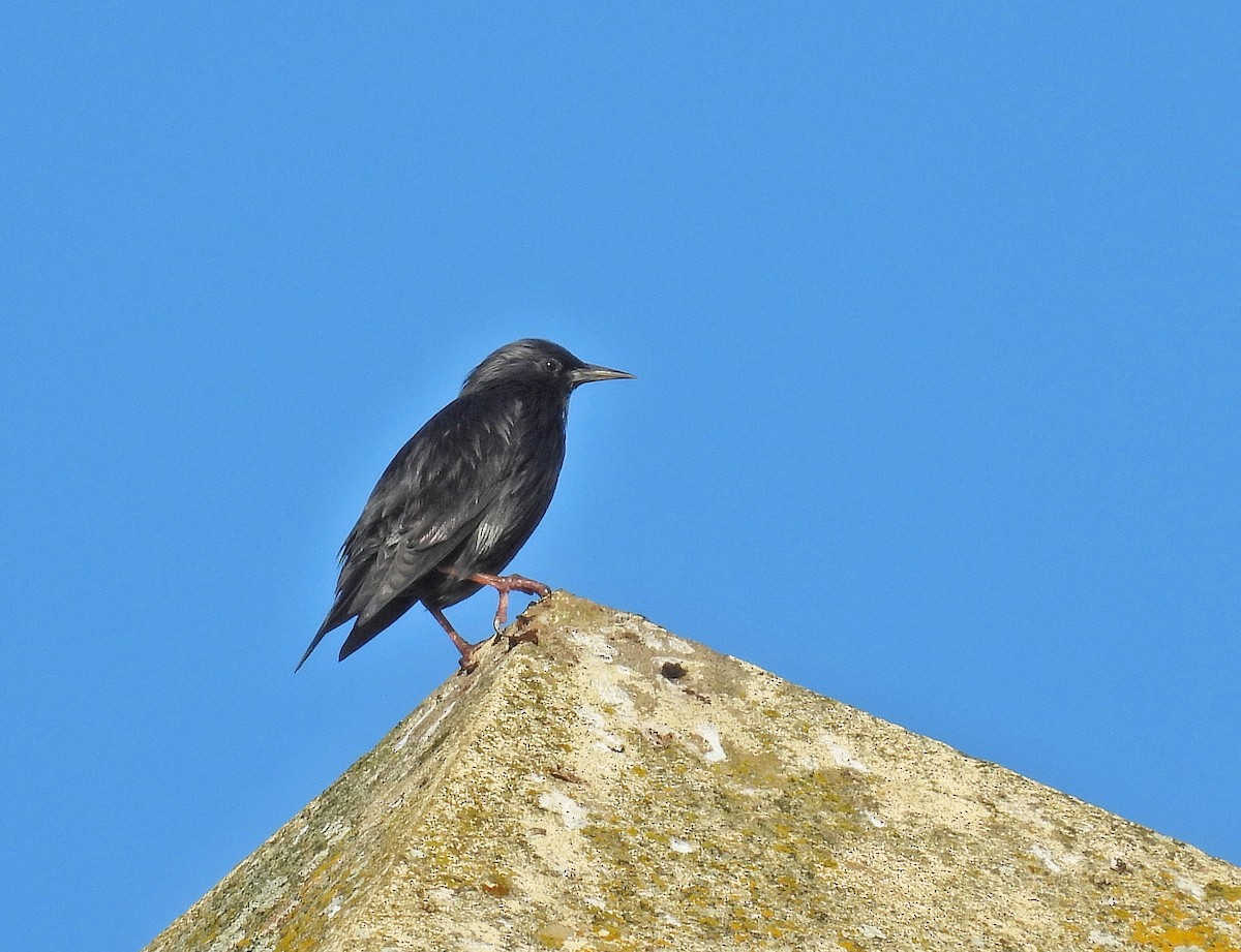 Étourneau unicolore - ML646195026