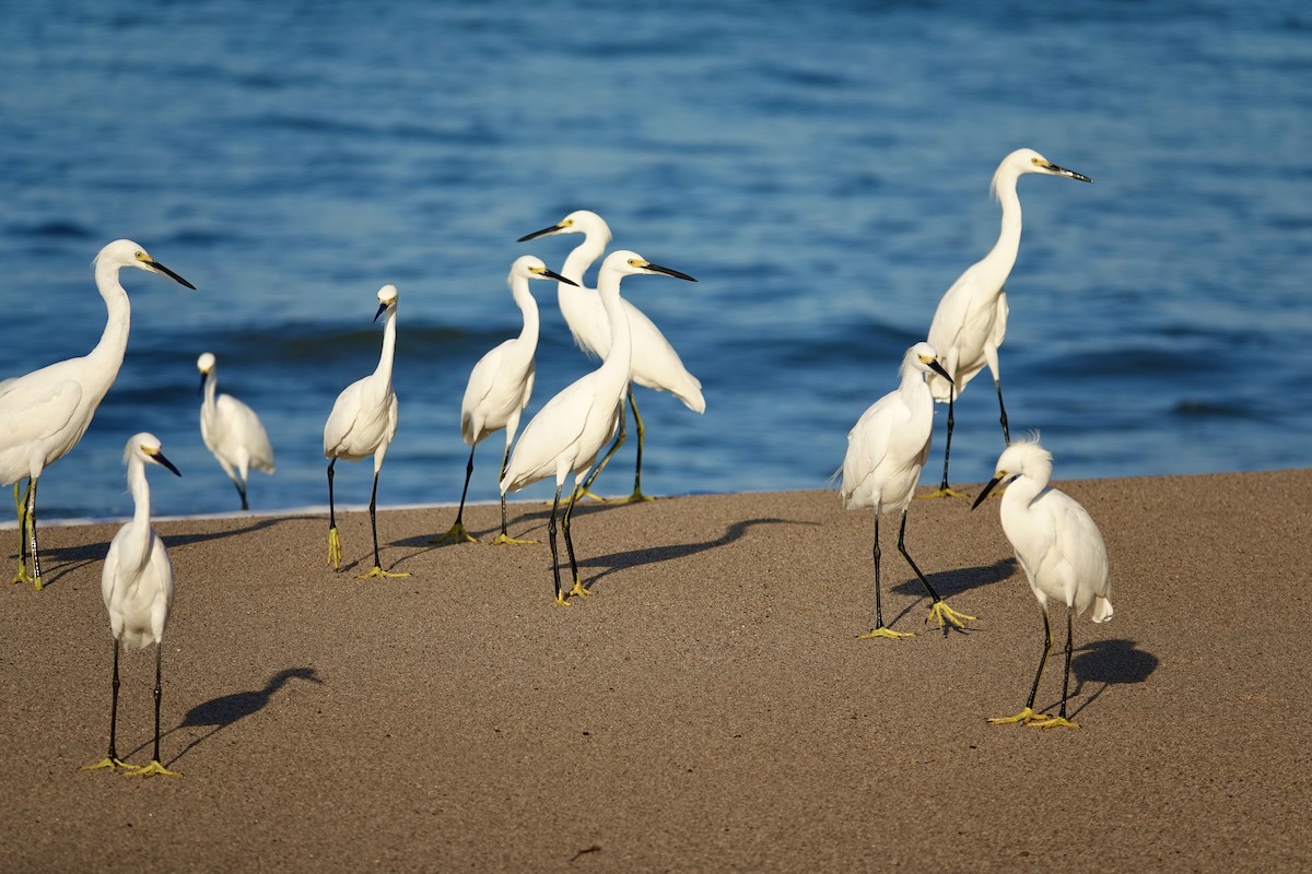 Snowy Egret - ML646195047
