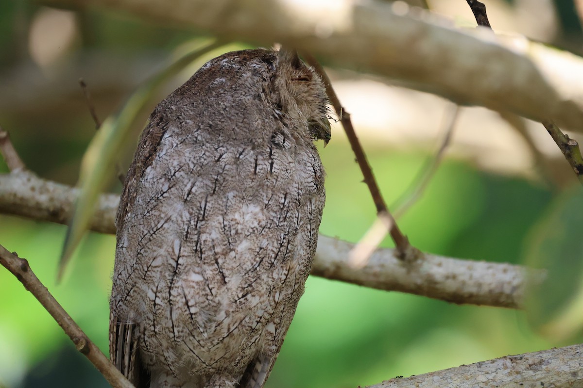 výreček pacifický - ML646195053