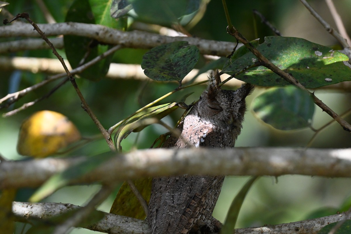 Autillo de Manglar - ML646195058