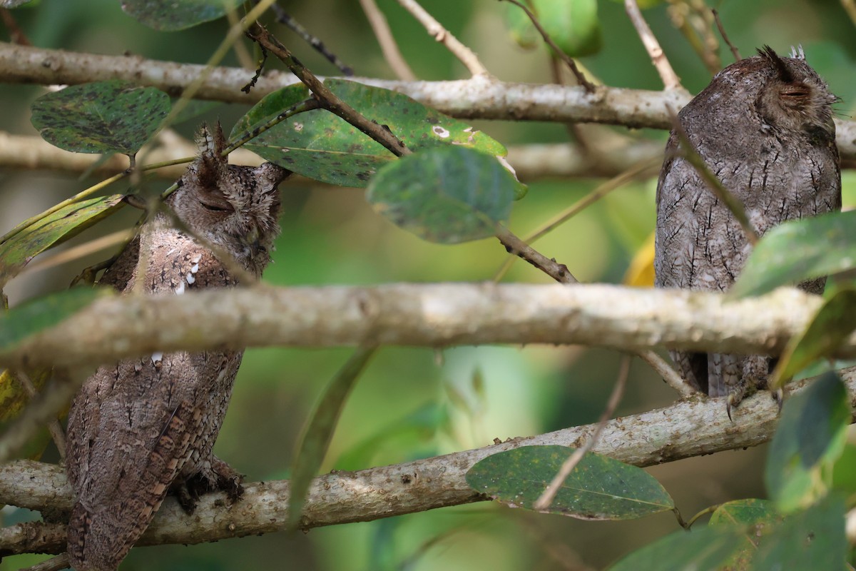 Autillo de Manglar - ML646195059