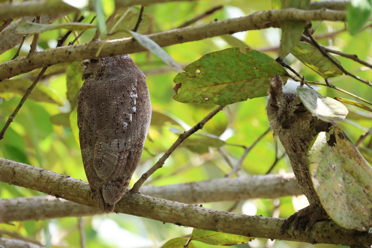 Autillo de Manglar - ML646195060