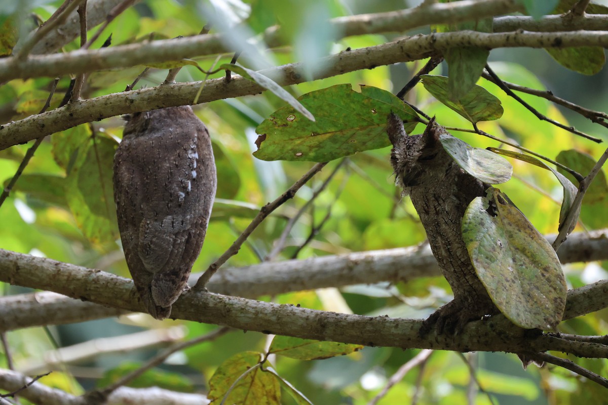 Autillo de Manglar - ML646195061