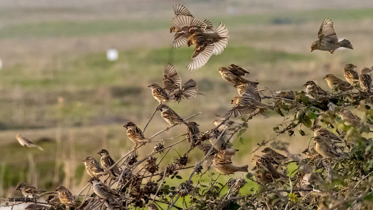 vrabec pokřovní - ML646195062