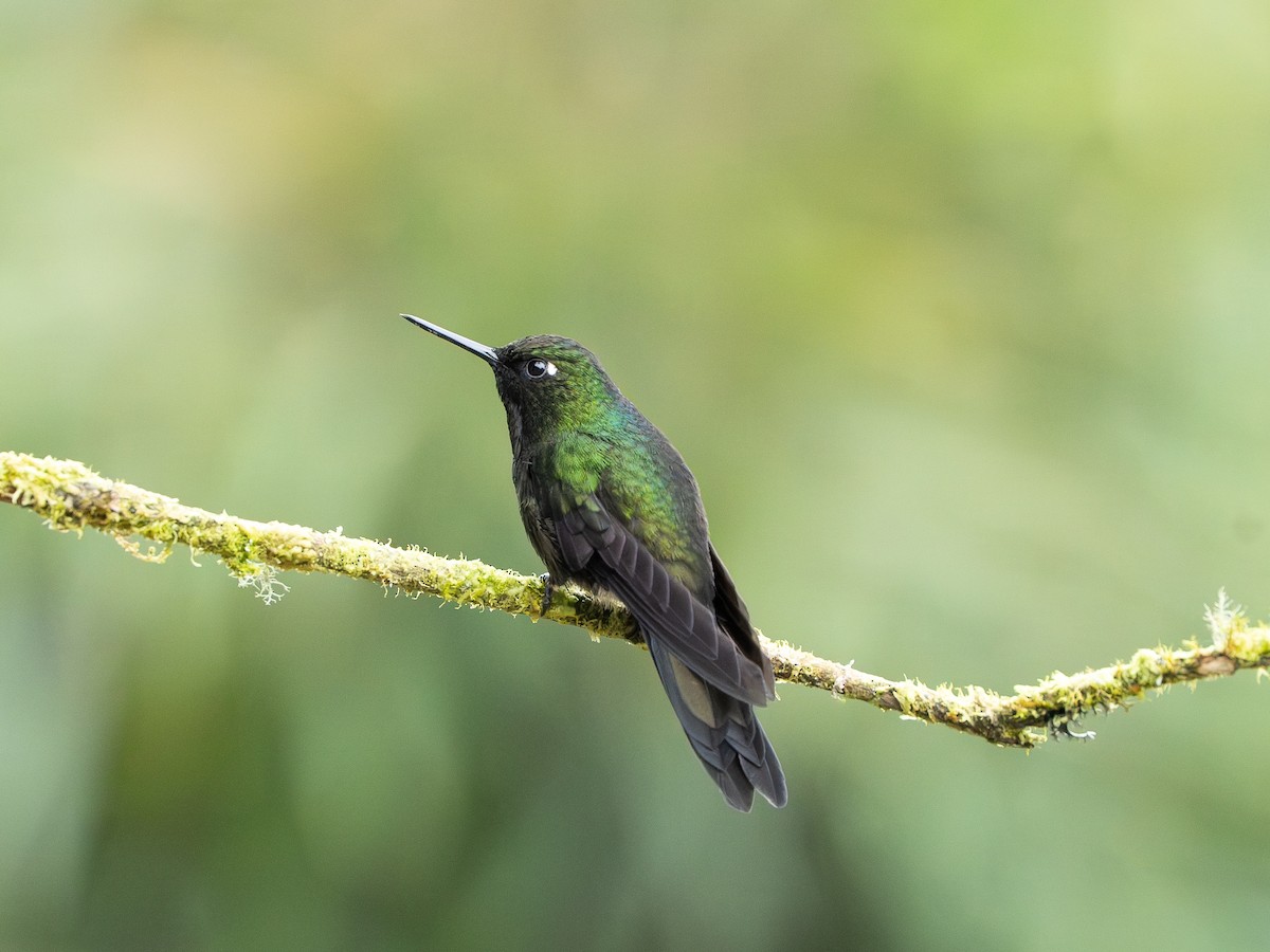 Tourmaline Sunangel - ML646195079