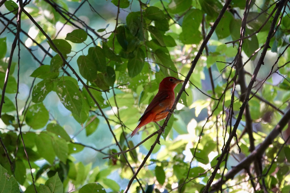 Summer Tanager - ML646195081