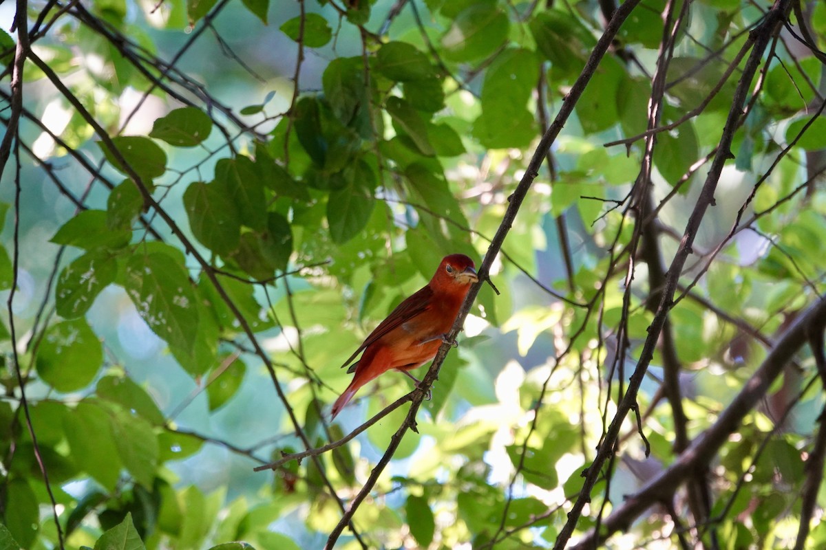 Summer Tanager - ML646195082