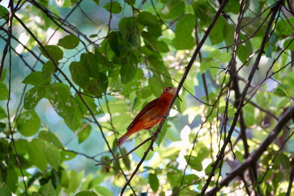 Summer Tanager - ML646195083