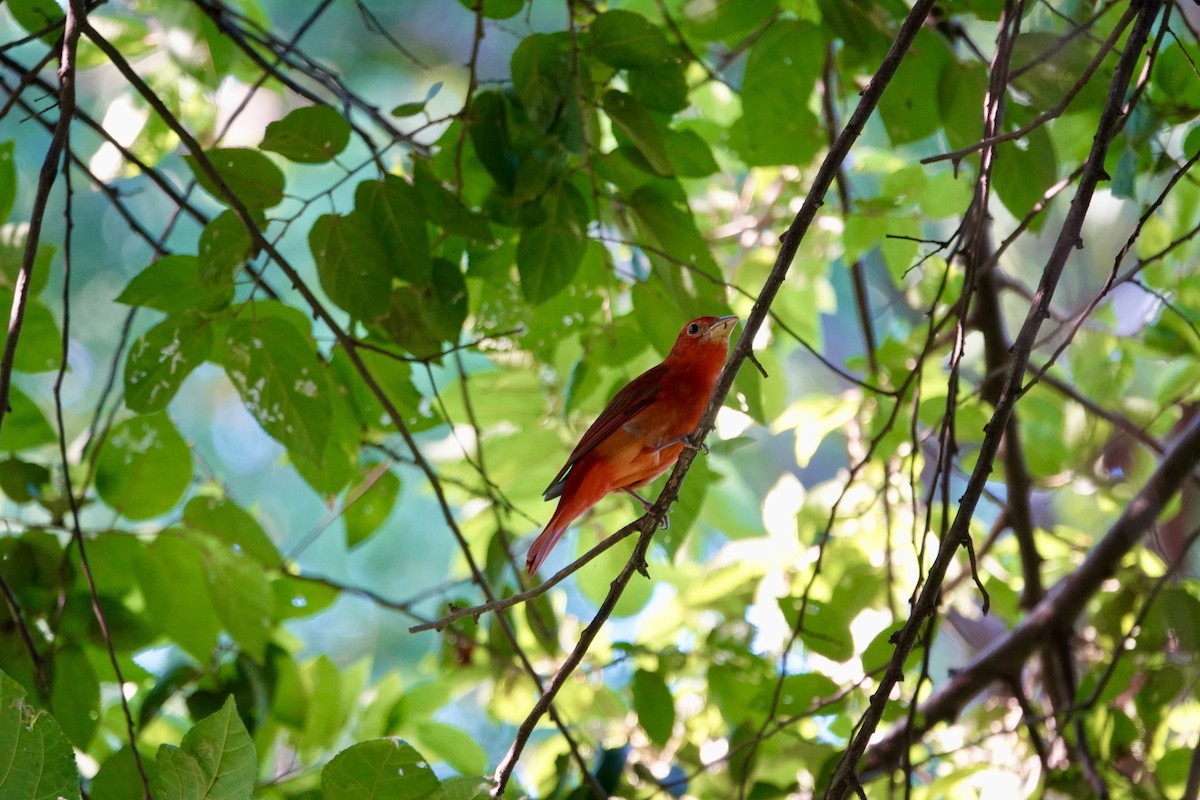 Summer Tanager - ML646195084