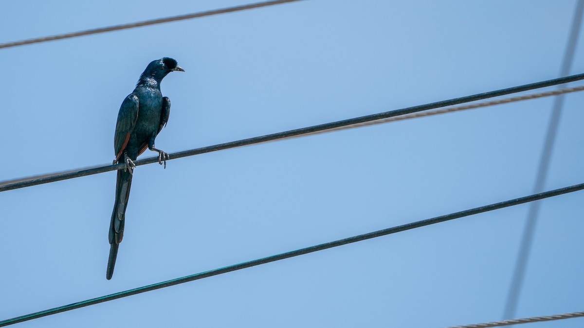 Bristle-crowned Starling - ML646195093