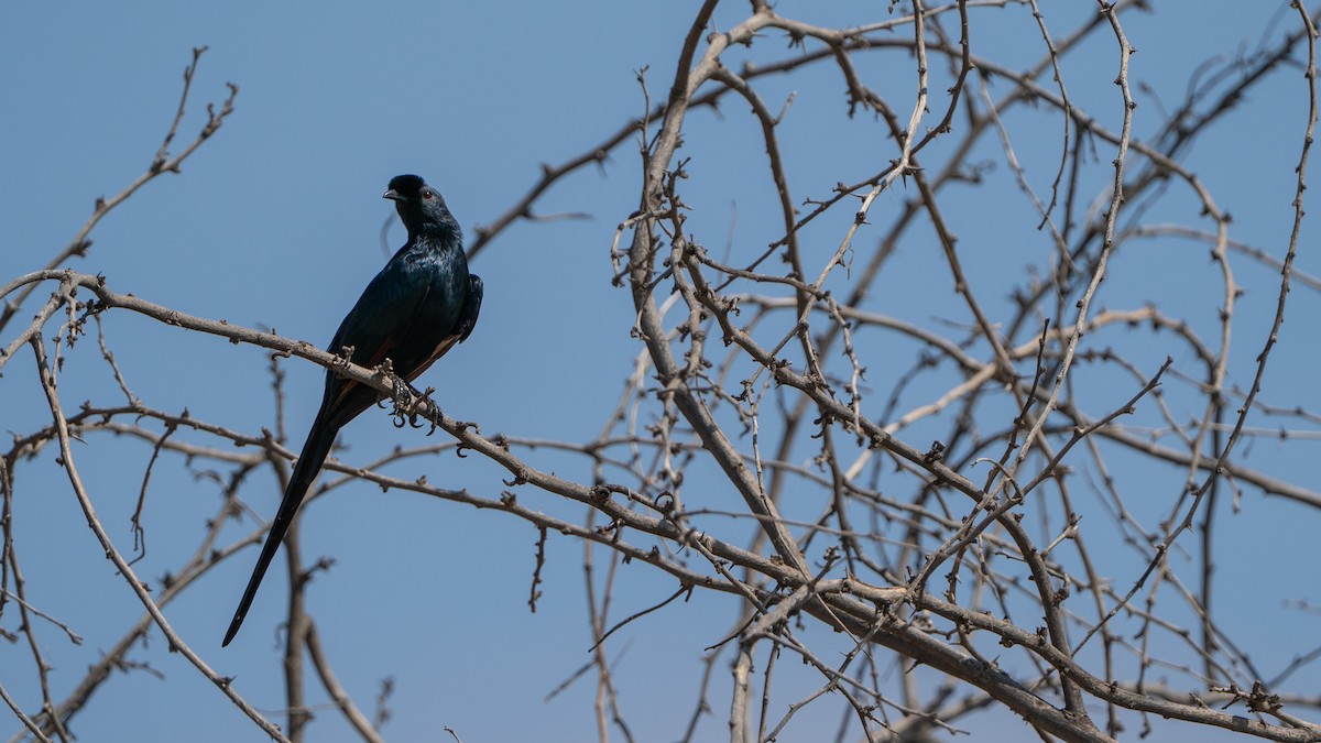 Estornino de Salvadori - ML646195094