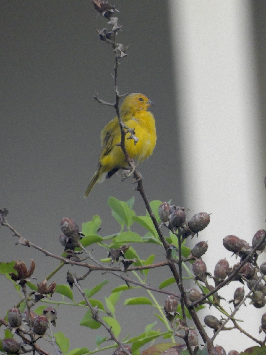 Chirigüe Azafranado - ML646195108