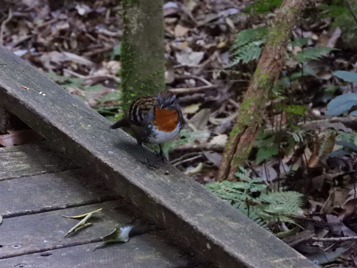 Colaespina de Temminck - ML646195109