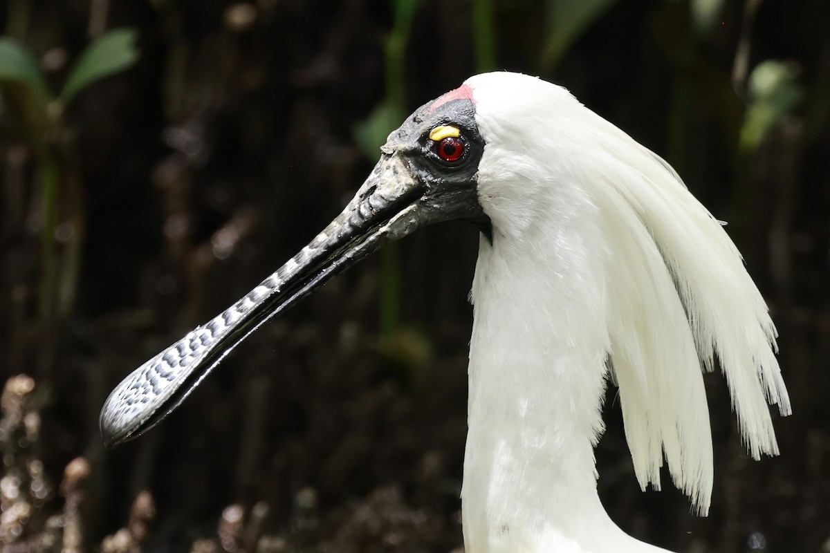 Espátula Real - ML646195110